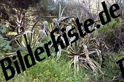 Plants Aloe Vera
