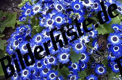 Blumen blaue Blueten