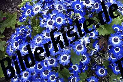 Fiori blu