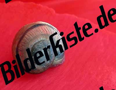 Schnecke auf Blte