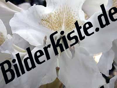 Blume Nahaufnahme Orchidee