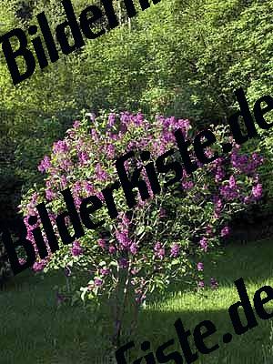 Lilac bush