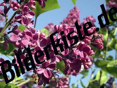 Lilac blossoms