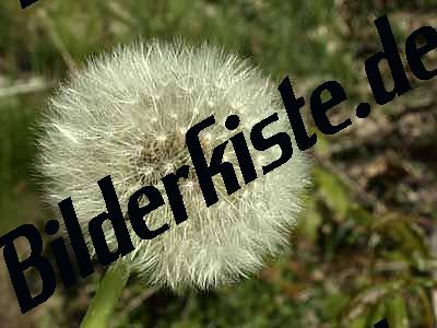 Dandelion withered