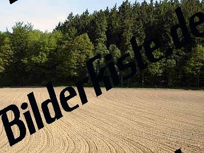 Feld am Waldrand