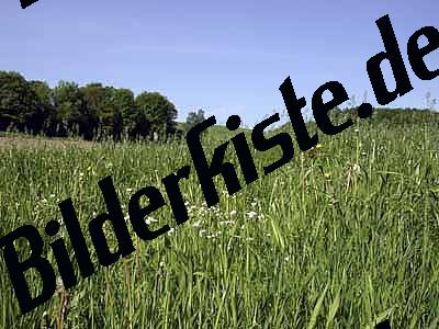 Wiese mit Graesern