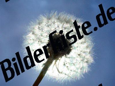 Pusteblume vor Sonne