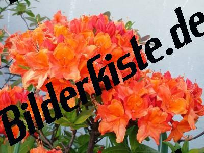 Orchidee arancio