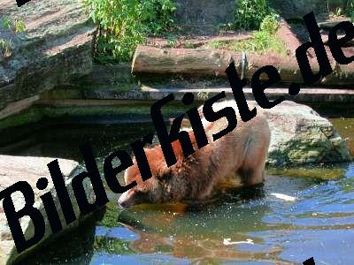 Brauner Grizzly im Wasser