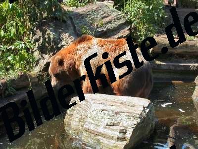 Grizzlybaer im Wasser