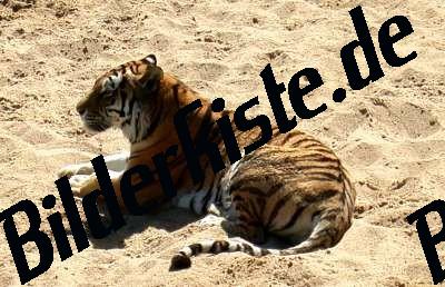 Tiger im Sand