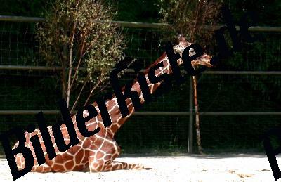 Rotschildgiraffe liegend