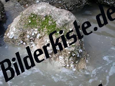 Muscheln auf Felsen