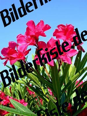 Oleander 