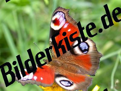 Schmetterling Pfauenauge