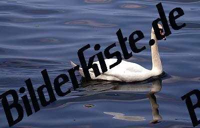 Schwan schwimmend