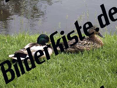 Enten sitzend