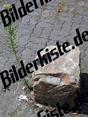 Stein mit Pflanze