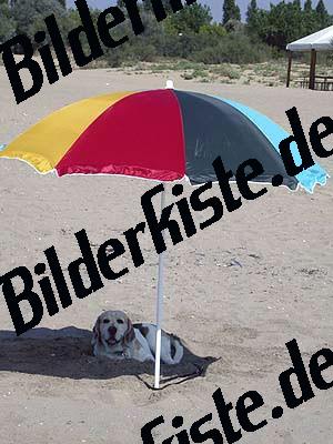 Sonnenschirm mit Hund