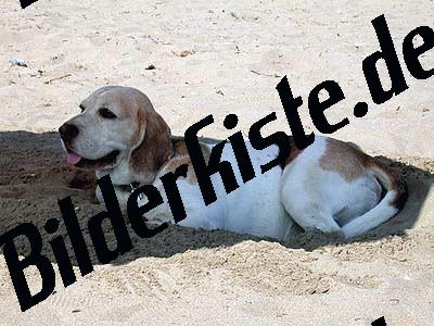 Cagnolino in spiaggia