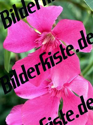 Bluete pink