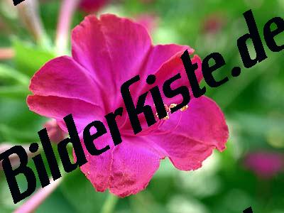 Rosa Bluete in Groaufnahme