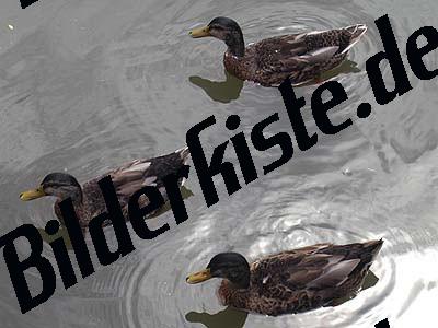 Enten schwimmend