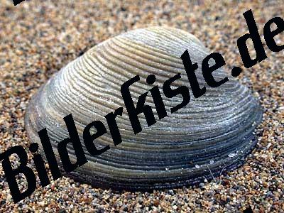 Bilderkiste.de Einzelbildansicht Muschel Islandmuschel