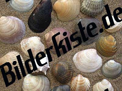 Muscheln Gemischt