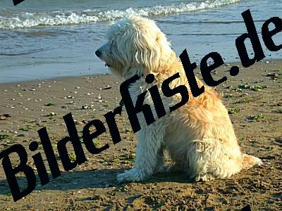 Hund am Strand