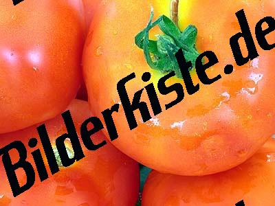 Tomaten 