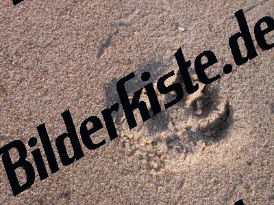 Spuren im Sand