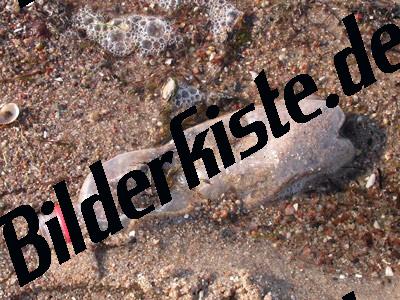 Muell am Strand