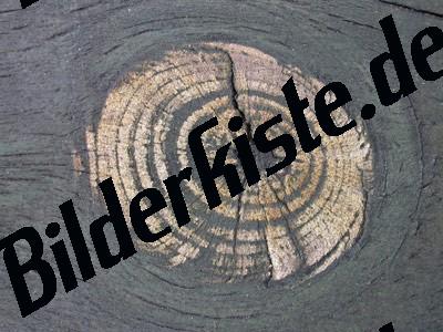 Holz Oberflaeche