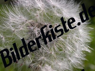Dandelion withered close-up