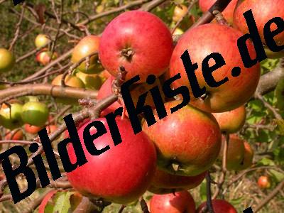 Apples on tree