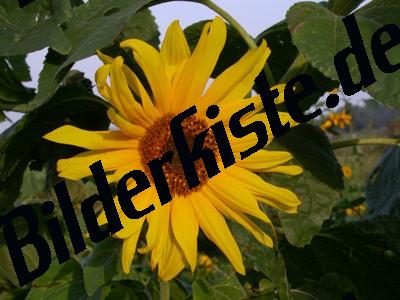 Sonnenblume 