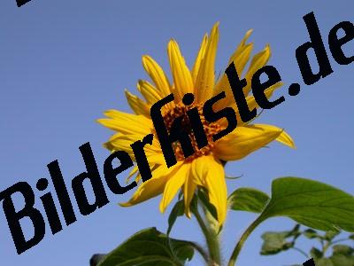 Sonnenblume Himmel