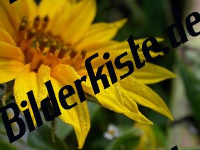 Sonnenblume Wassertropfen