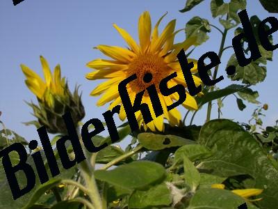 Geffnete und geschlossene Sonnenblumen