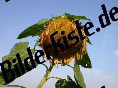 Sunflower withered