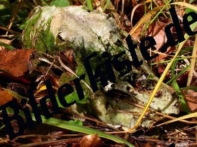 Skull lying on the ground