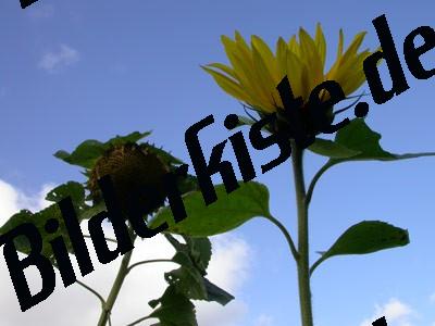 Sunflower from below