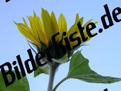 Girasole