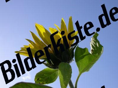 Girasole