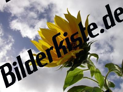 Sonnenblume Wolken