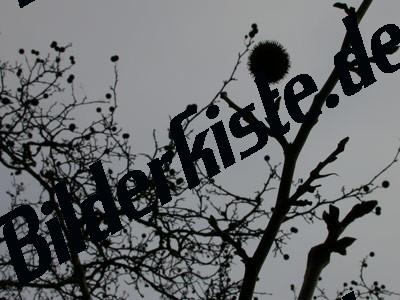 Plane tree backlit photo