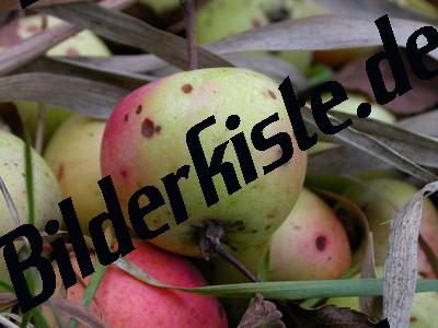 Apfel im Gras