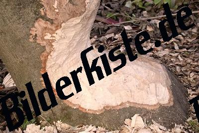 Baum Biberschaden