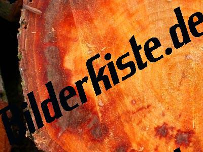 Holz Jahresringe